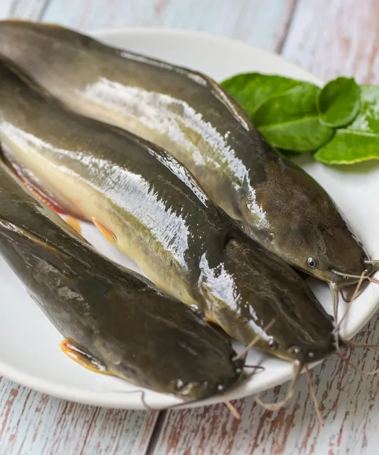 Whole Catfish Gutted 800 up 2.5kg, 2.5kg